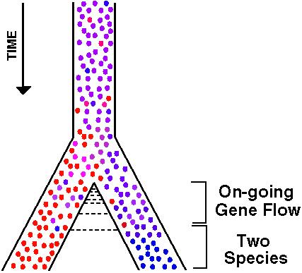 What is gene flow?