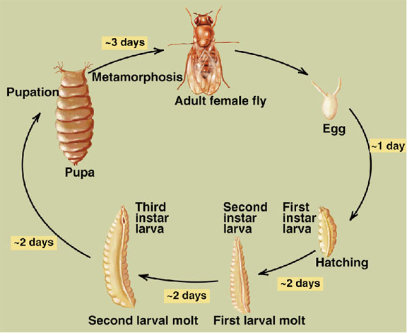 drosophila life cycle. Embryology of Drosophila