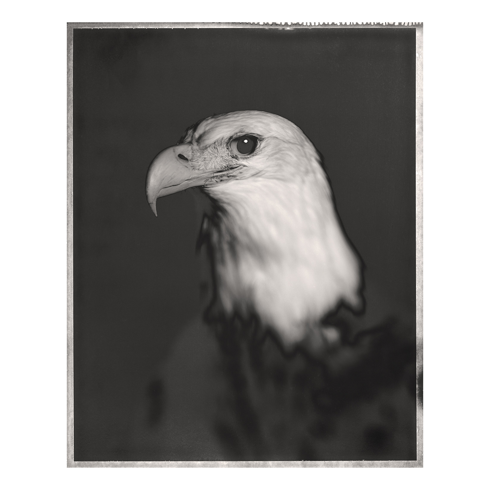 Bald Eagle, <i>Haliaeetus leucocephalus</i>