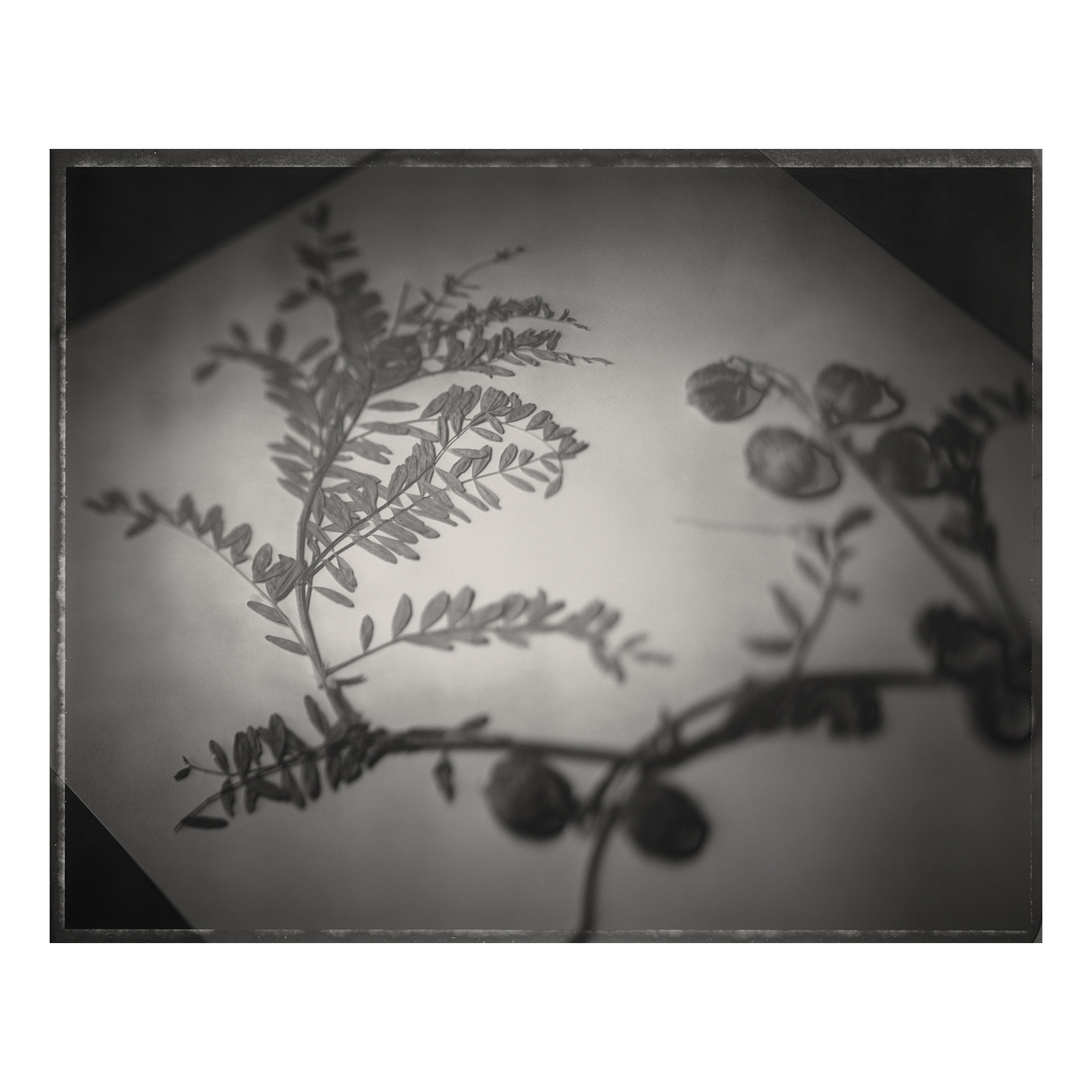 <i>Astragalus crassicarpus</i>
