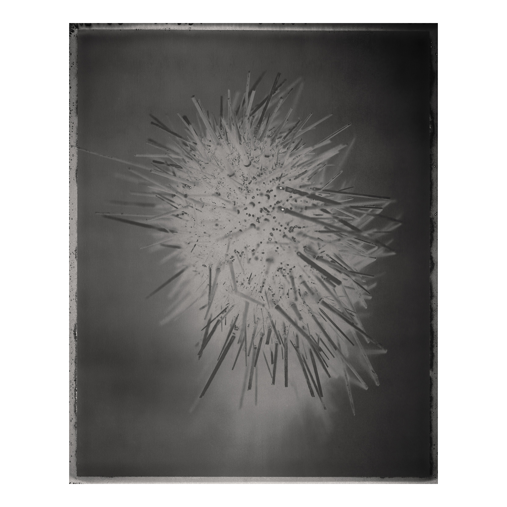 Red Sea Urchin, <i>Strongylocentrotus franciscanus</i>