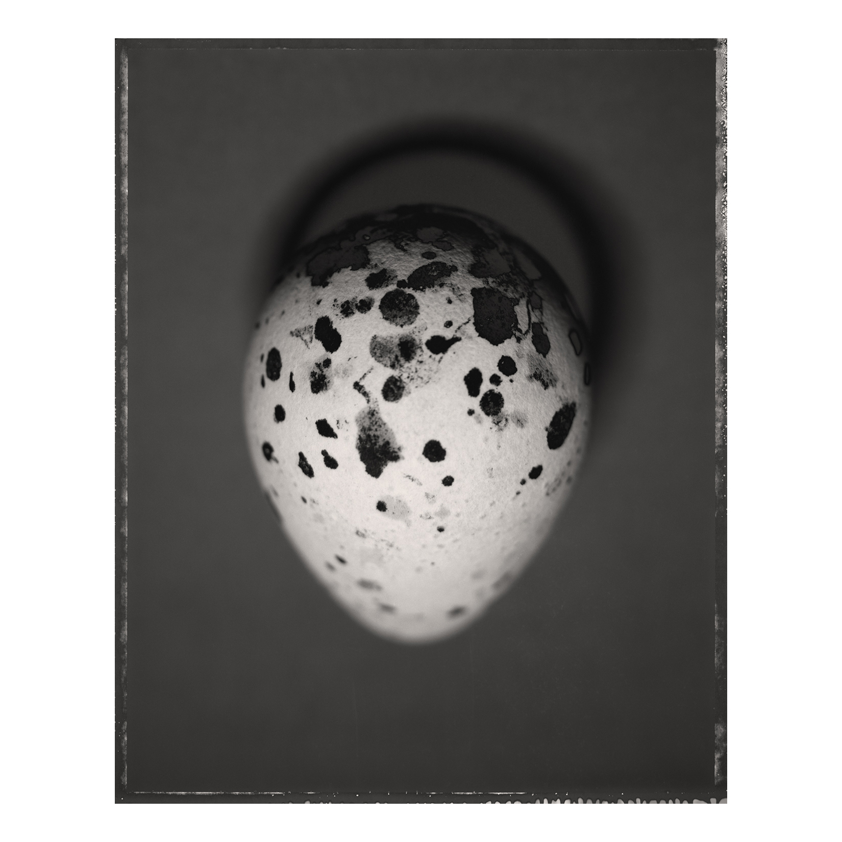 Common Murre Egg, <i>Uria aalge</i>