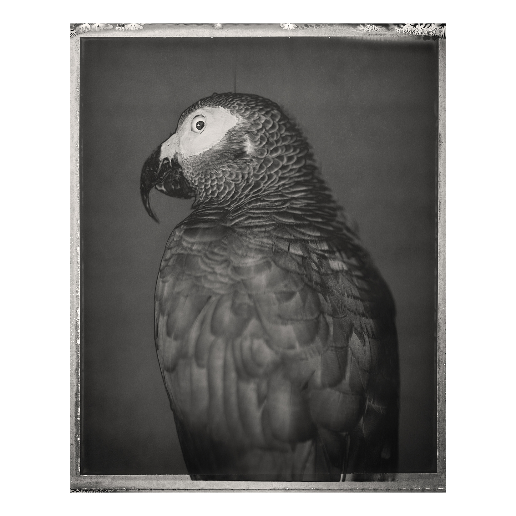 African Grey Parrot, <i>Psittacus erithacus</i>