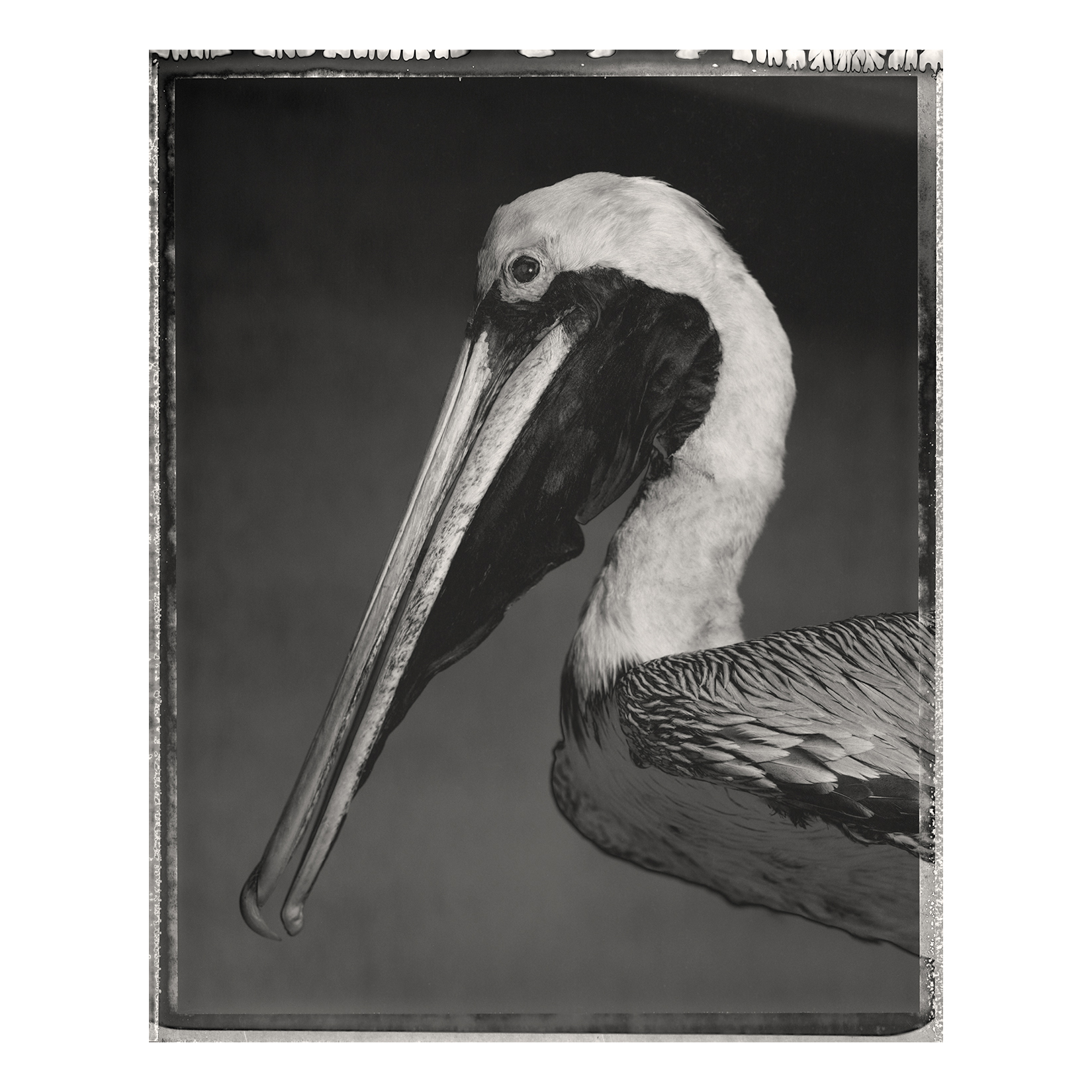 Brown Pelican, <i>Pelecanus occidentalis</i>