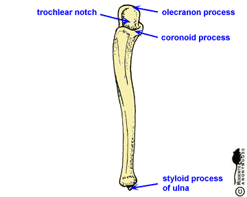 Right Forearm: Ulna - anterior view.