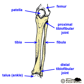 Left Leg: Tibia & Fibula - anterior view.