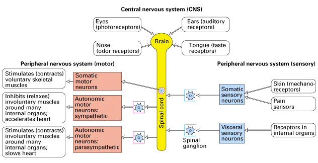 somatic nervous system. The central nervous system