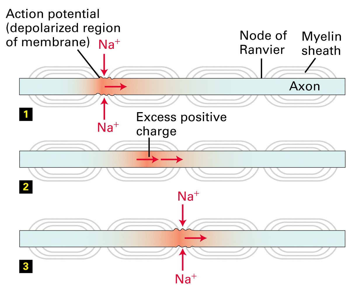 Action Potential Images