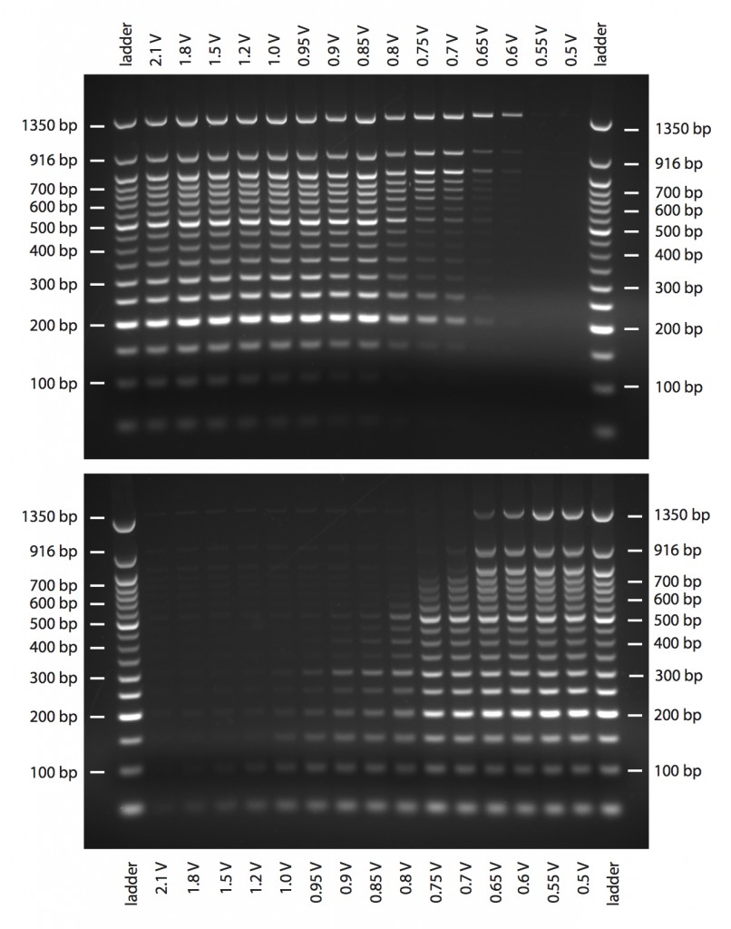 Size selection with SPRI beads, using a DynaMag magnet. The upper panel shows the DNA fragments that precipitate on the beads, the lower those that do not.