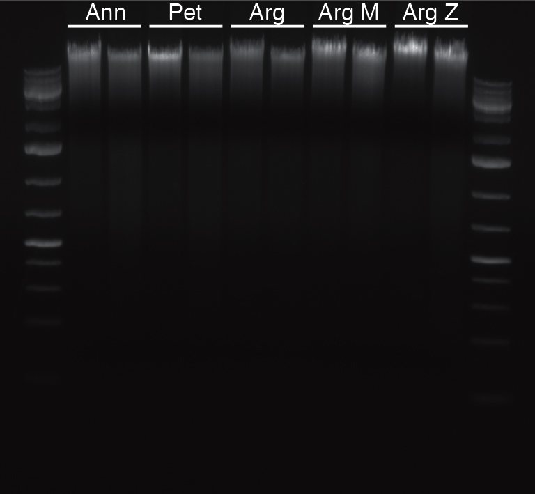 Ann Pet Arg DNA extraction test