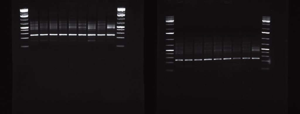 SB vs TAE 1.2% 120V 1h