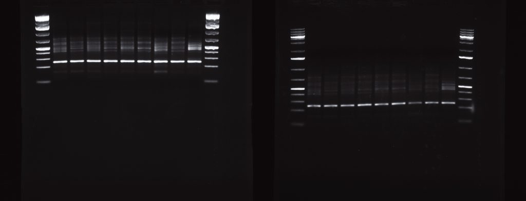 SB vs TAE 1.2% 120V 1h