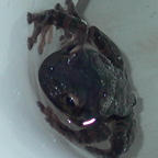 toilet frog