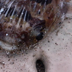 pufferfish on a sand dollar