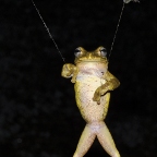 frog in web