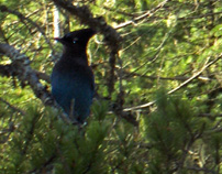 the raucous provincial bird of BC, the Stellar's Jay