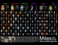 Mite poster preview