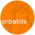 oribatids