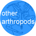 other-arthropods