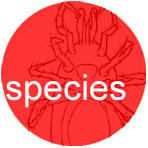Mite species listed by group