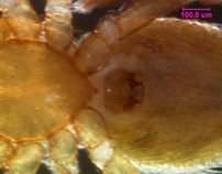 Photo of 10A  (epigynum detail)