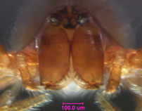 Photo of 10A  (eye and chelicerae detail)