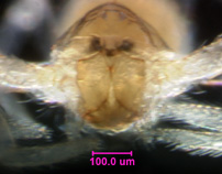 Photo of BG6 (eye and chelicerae detail)