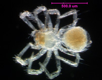 Photo of 10B (ventral)