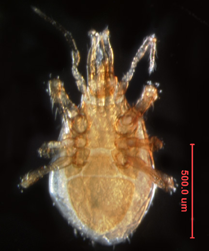 Photo of 11C (ventral)