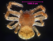 Photo of 11D (ventral)