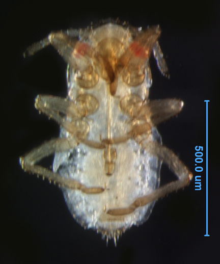Photo of 12D (ventral)