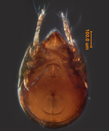 Photo of 13C (ventral)