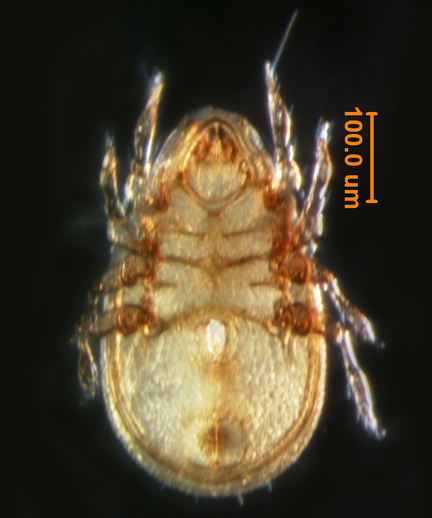 Photo of 14B (ventral)