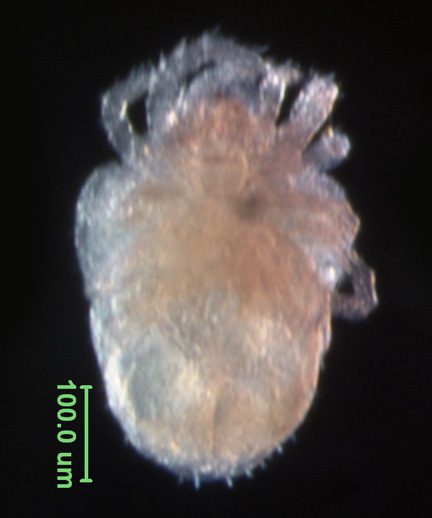 Photo of 15D (ventral)