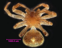 Photo of 16B (ventral)