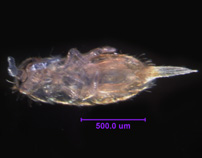 Photo of 17D (ventral)