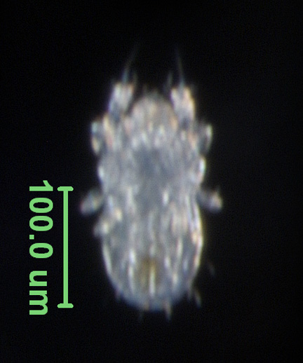 Photo of 18A (ventral)