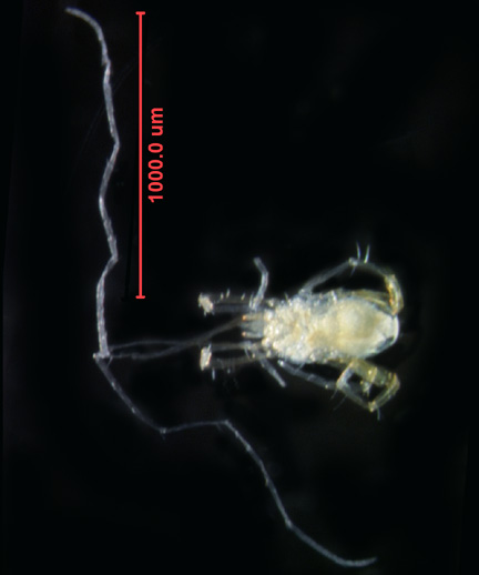 Photo of 19B (dorsal)