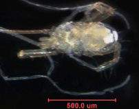 Photo of 19B (ventral)