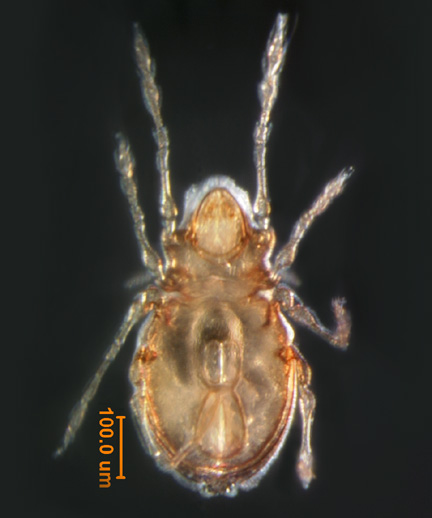 Photo of 1A (ventral)