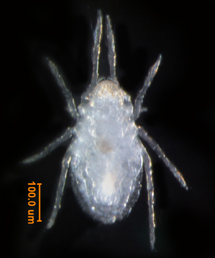 Photo of 1B (ventral)