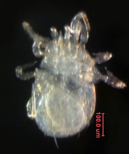 Photo of 1C (ventral)