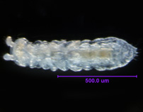 Photo of 1G (ventral)