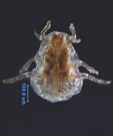 Photo of 1I (ventral)