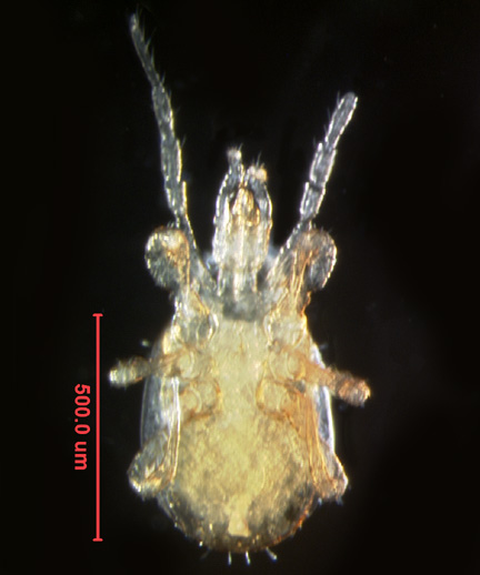 Photo of 1M (ventral)