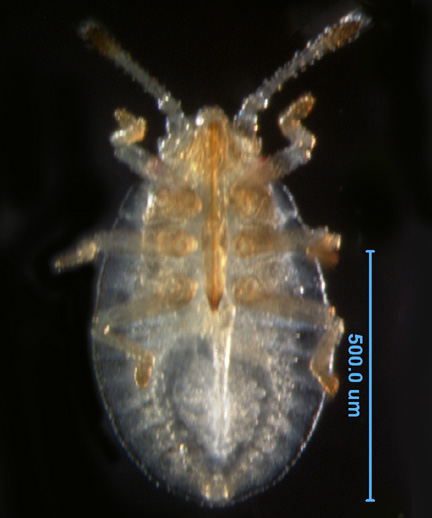 Photo of 1N (ventral)