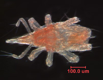 Photo of 1S (ventral)