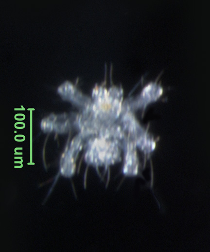 Photo of 20C (ventral)
