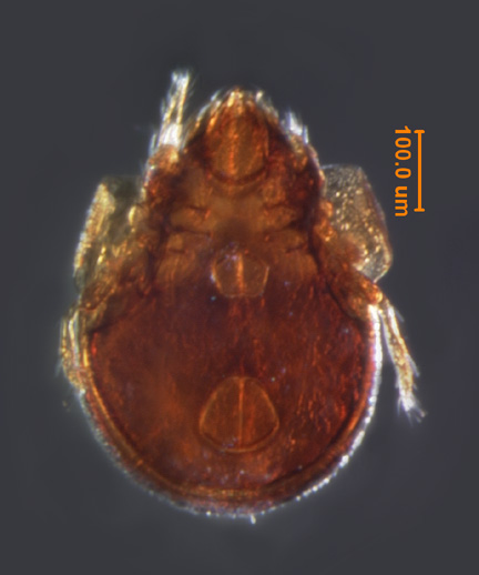 Photo of 2A (ventral)