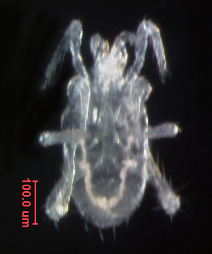 Photo of 2B (ventral)